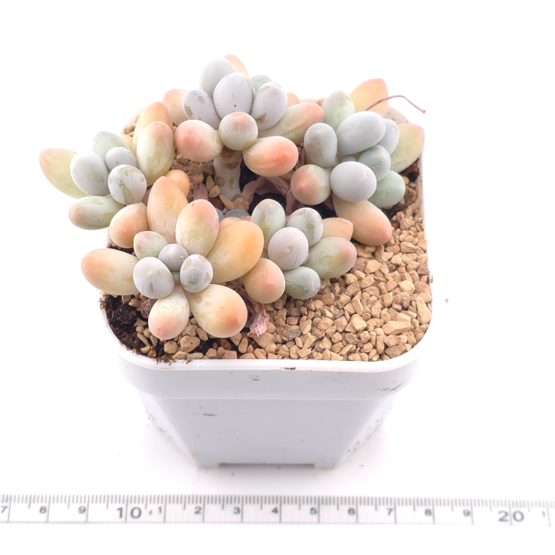 Pachyphytum 'Milk Beans' | 奶豆群 thumbnail 3