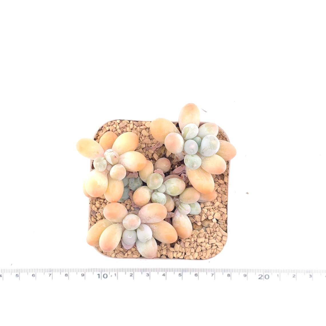 Pachyphytum 'Milk Beans' | 奶豆群 thumbnail 4