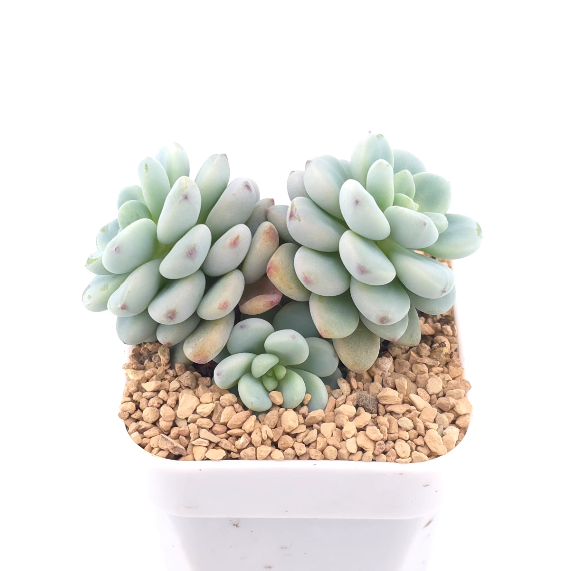 Sedum clavatum | 勞爾 thumbnail 3