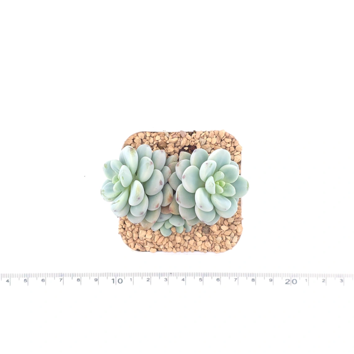 Sedum clavatum | 勞爾 thumbnail 4