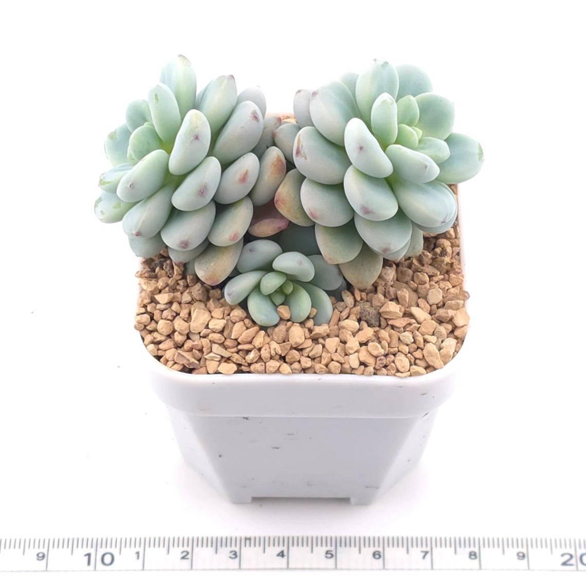 Sedum clavatum | 勞爾 thumbnail 2