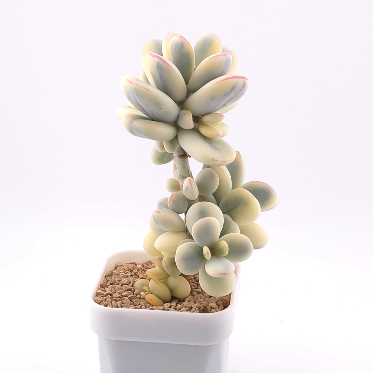Cotyledon orbiculata cv. variegated (rounded leaf ver.) | 乒乓福娘錦 thumbnail 2