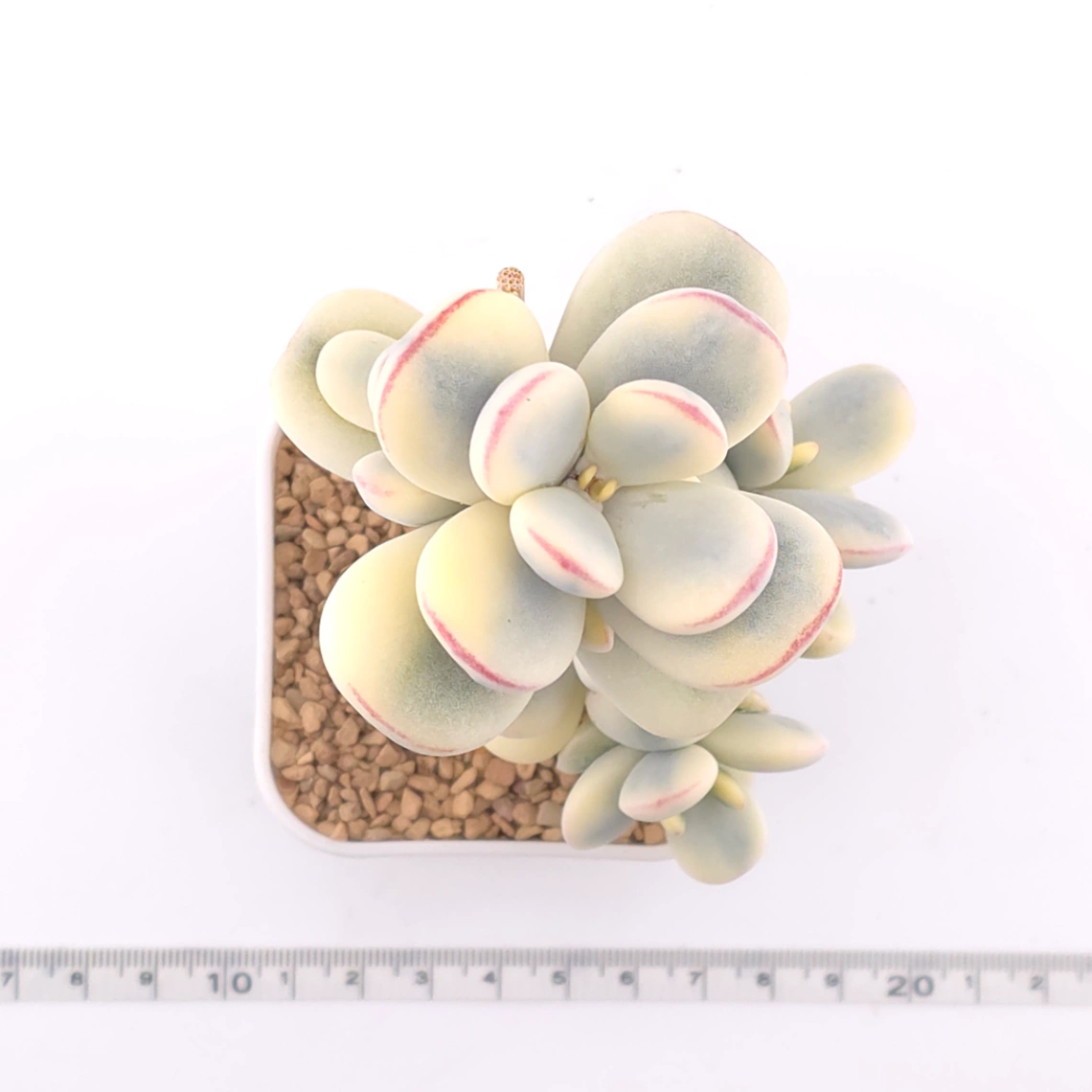 Cotyledon orbiculata cv. variegated (rounded leaf ver.) | 乒乓福娘錦 thumbnail 4