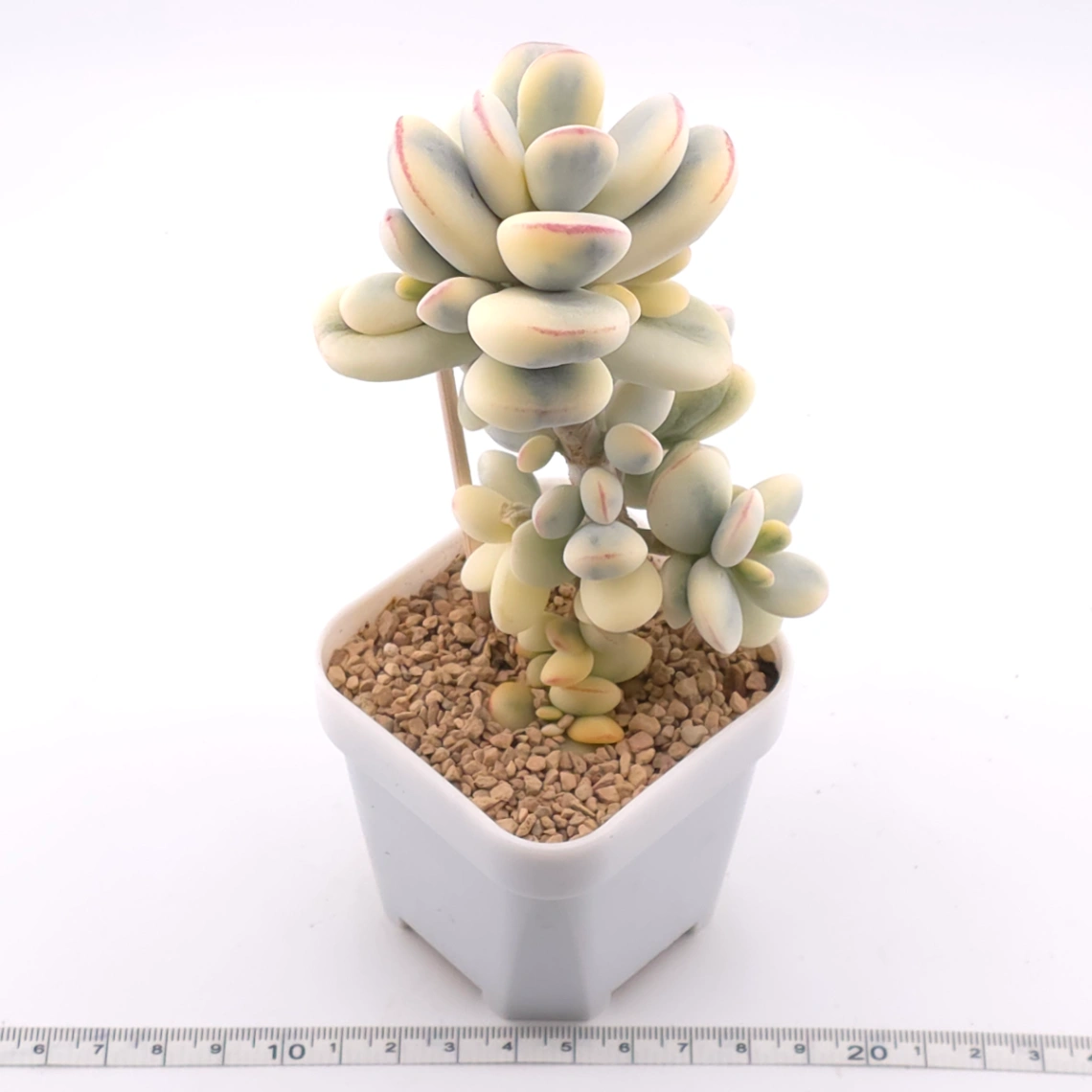 Cotyledon orbiculata cv. variegated (rounded leaf ver.) | 乒乓福娘錦 thumbnail 3