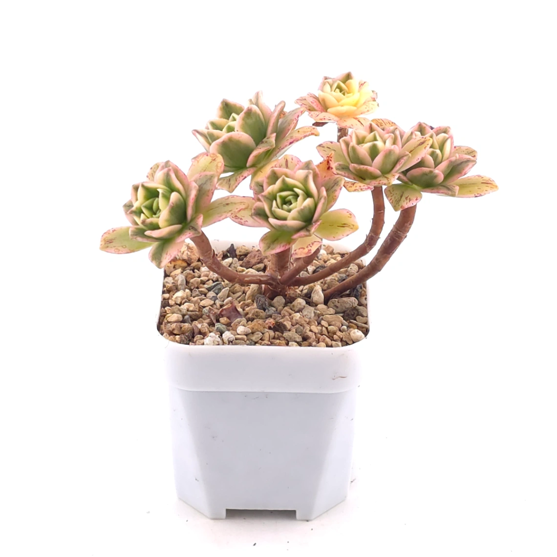 Aeonium ‘Sweet Tea’ | 甜茶法師 thumbnail 2