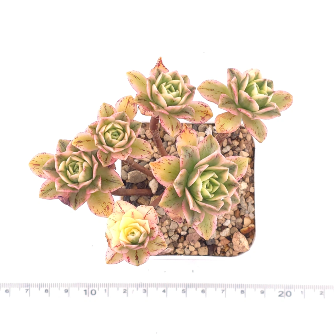 Aeonium ‘Sweet Tea’ | 甜茶法師 thumbnail 4
