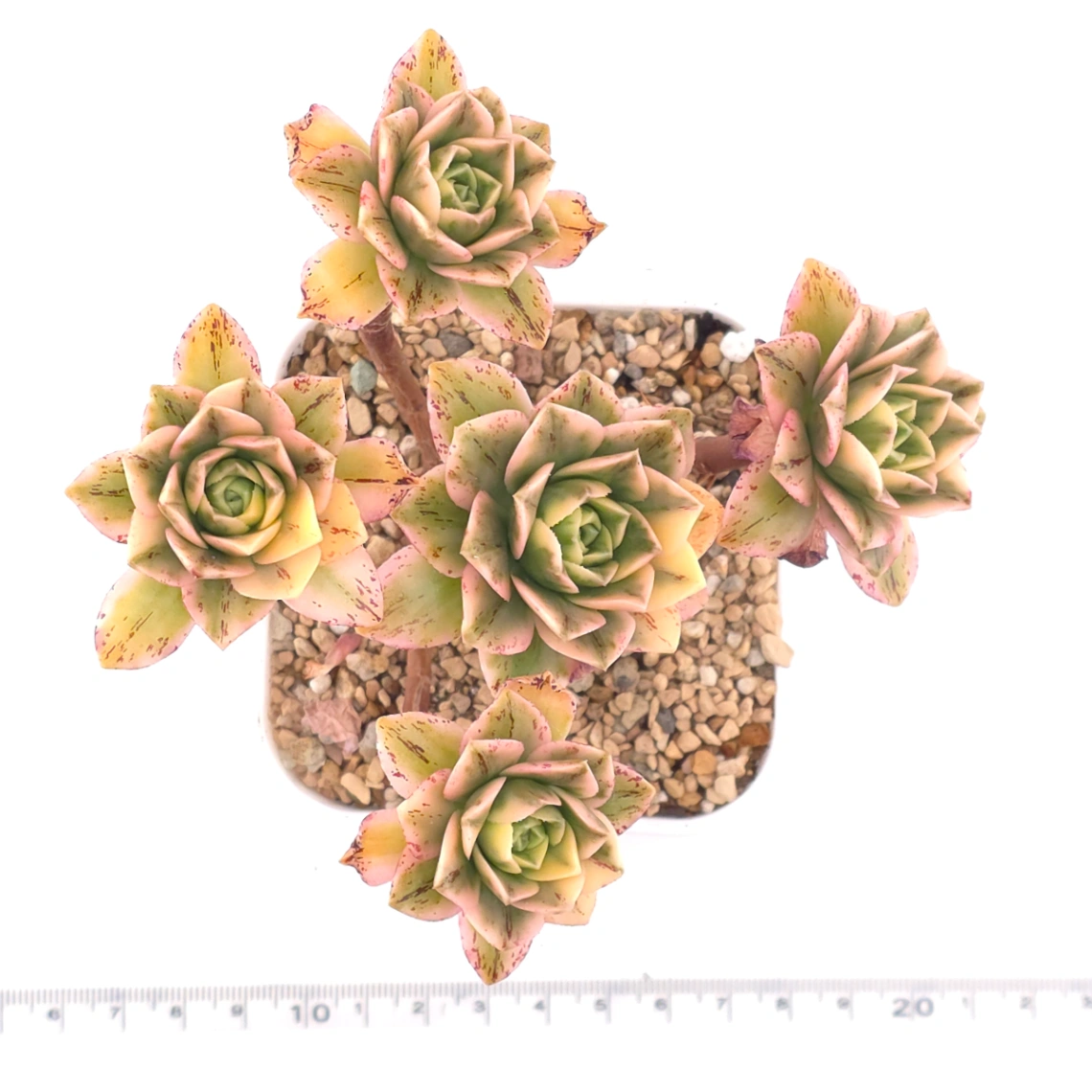 Aeonium ‘Sweet Tea’ | 甜茶法師 thumbnail 4
