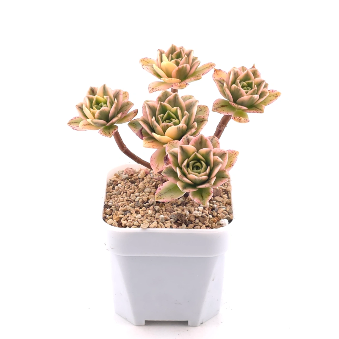 Aeonium ‘Sweet Tea’ | 甜茶法師 thumbnail 2