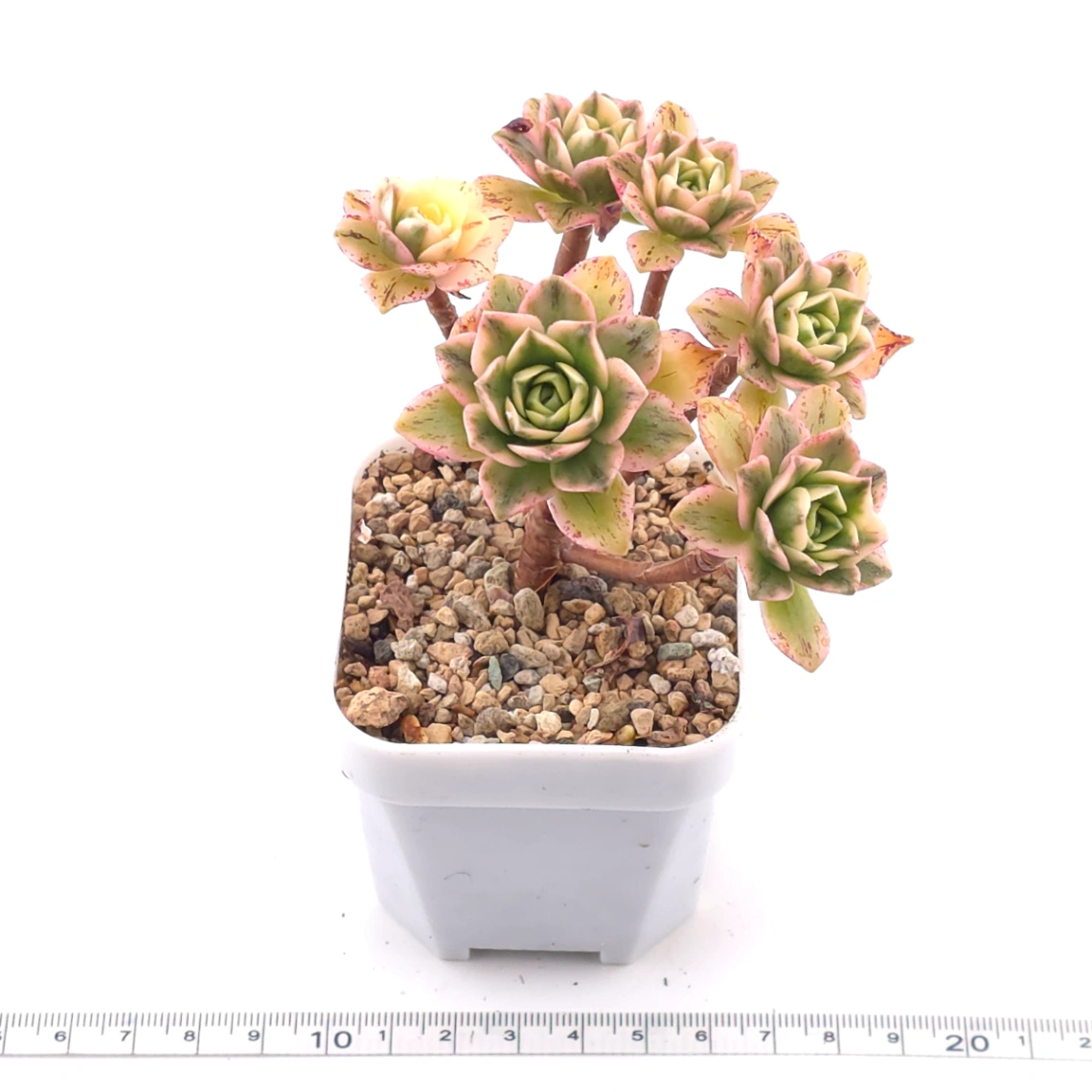Aeonium ‘Sweet Tea’ | 甜茶法師 thumbnail 3
