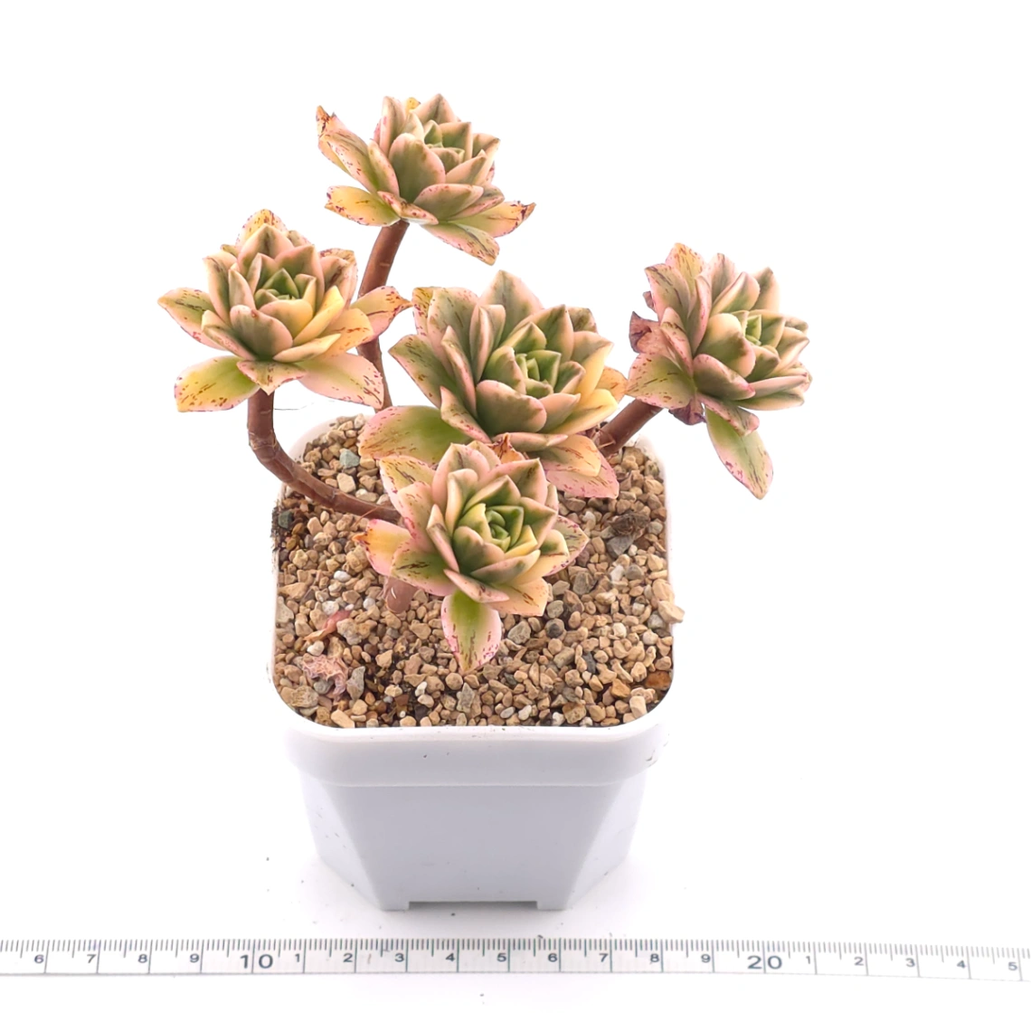 Aeonium ‘Sweet Tea’ | 甜茶法師 thumbnail 3