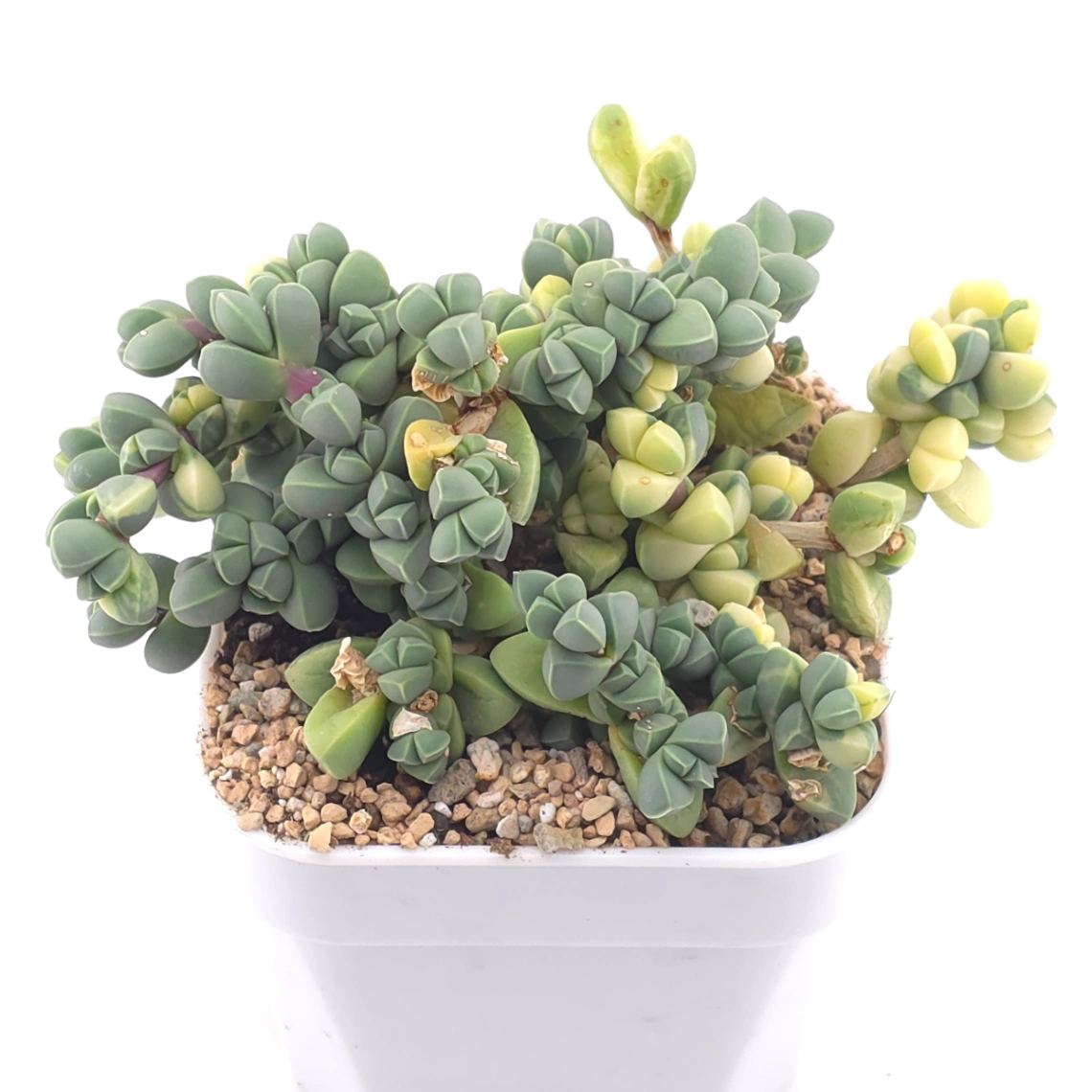 Astridia velutina Variegated | 鹿角海棠錦 thumbnail 4