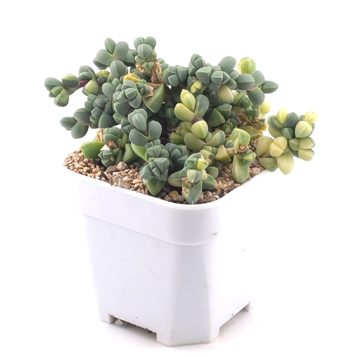 Astridia velutina Variegated | 鹿角海棠錦 thumbnail 2