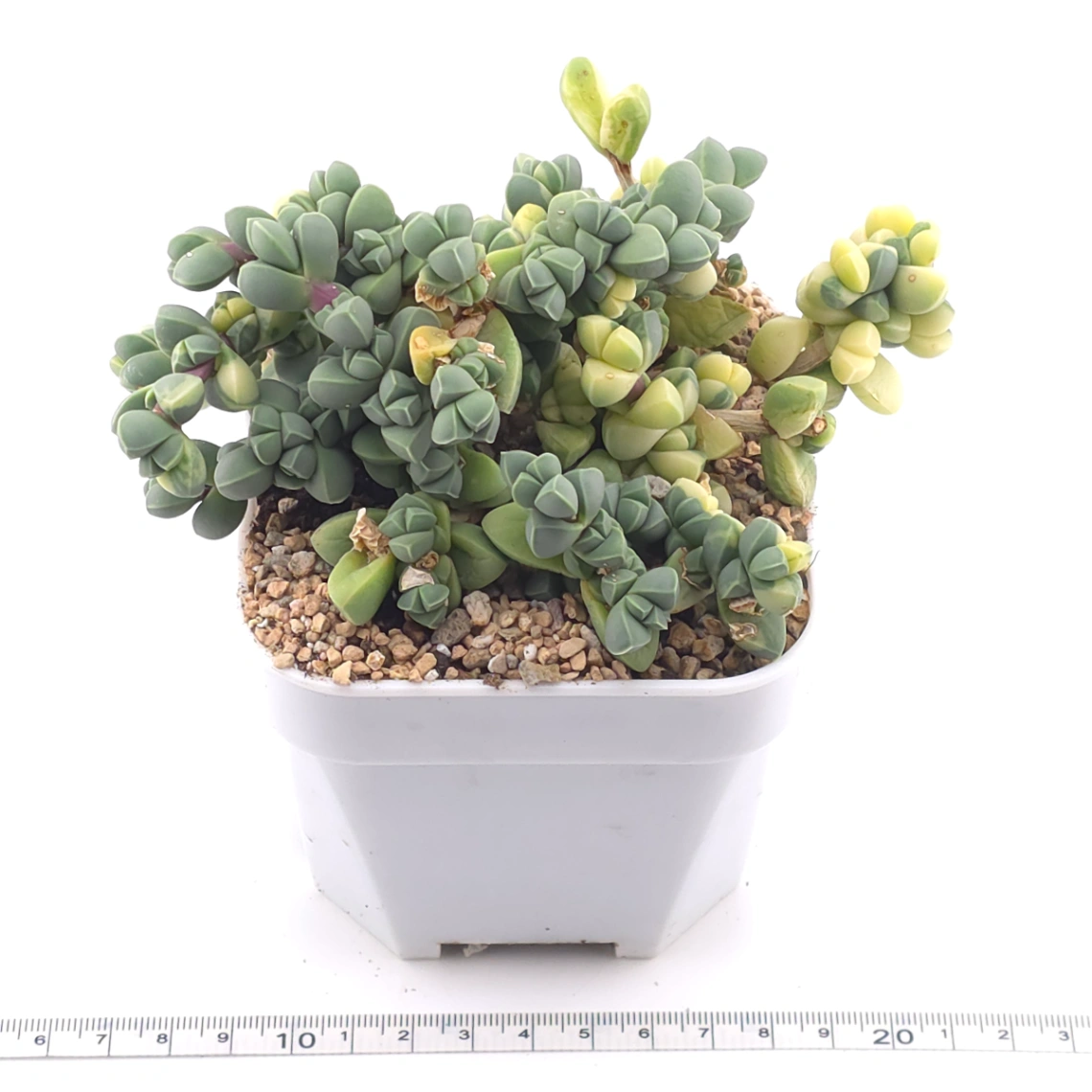 Astridia velutina Variegated | 鹿角海棠錦 thumbnail 3