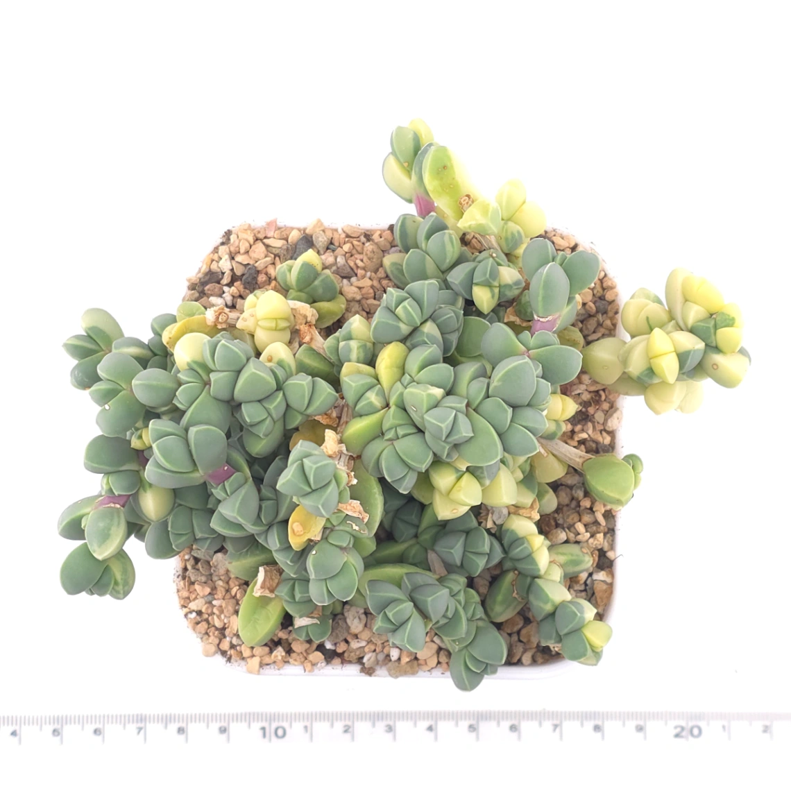 Astridia velutina Variegated | 鹿角海棠錦 thumbnail 5