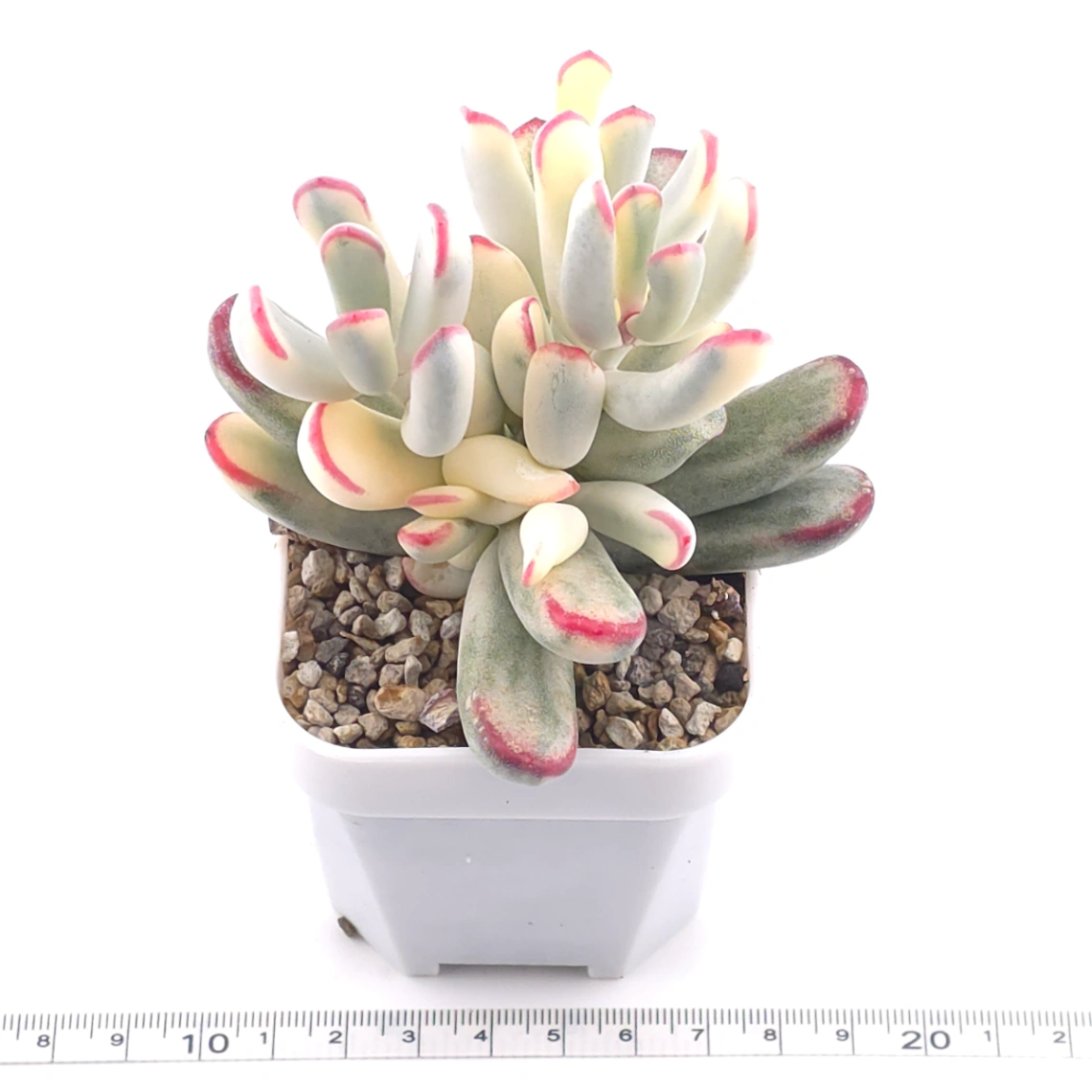 Cotyledon orbiculata cv. variegated (long leaf ver.) | 棒葉福娘錦 thumbnail 3