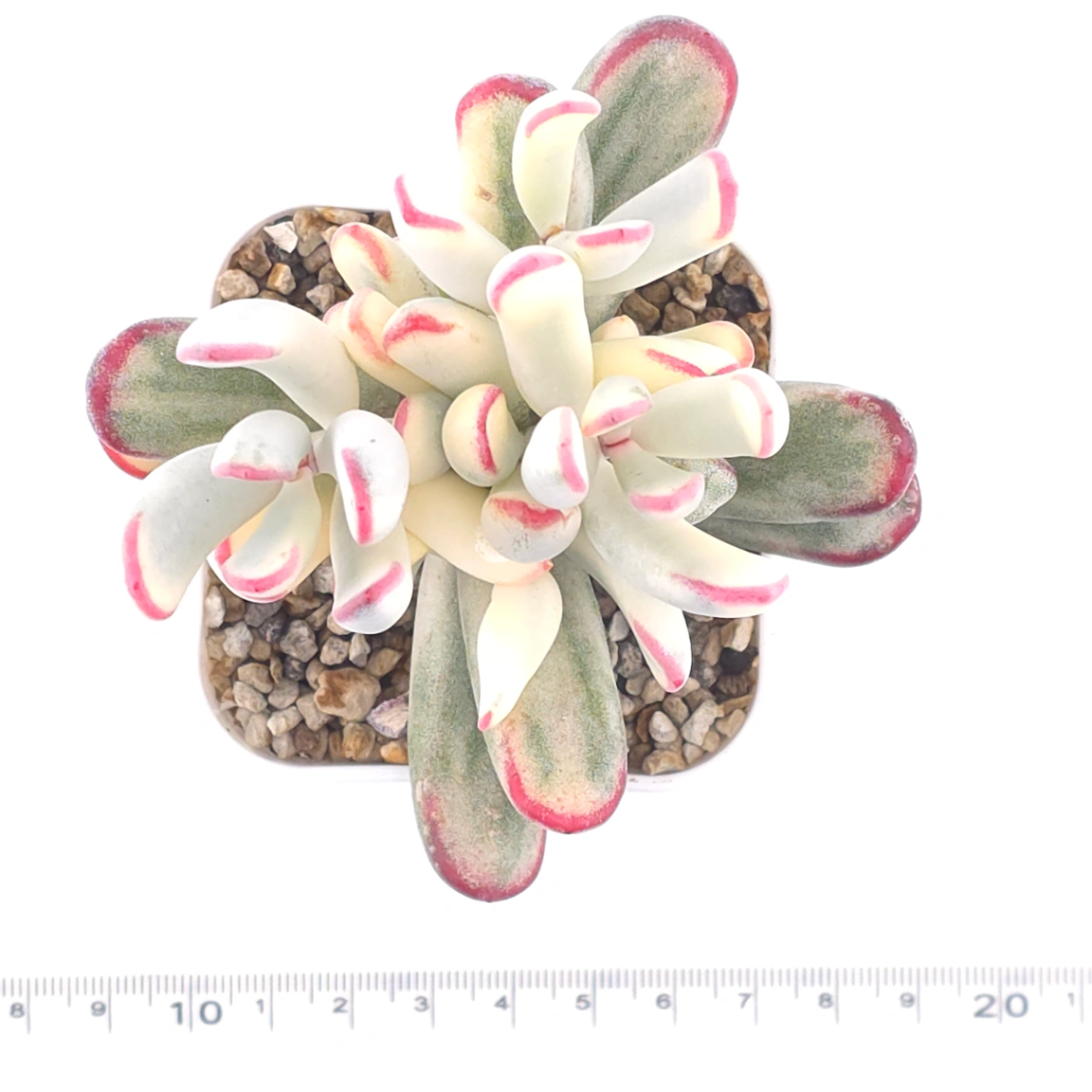 Cotyledon orbiculata cv. variegated (long leaf ver.) | 棒葉福娘錦 thumbnail 4