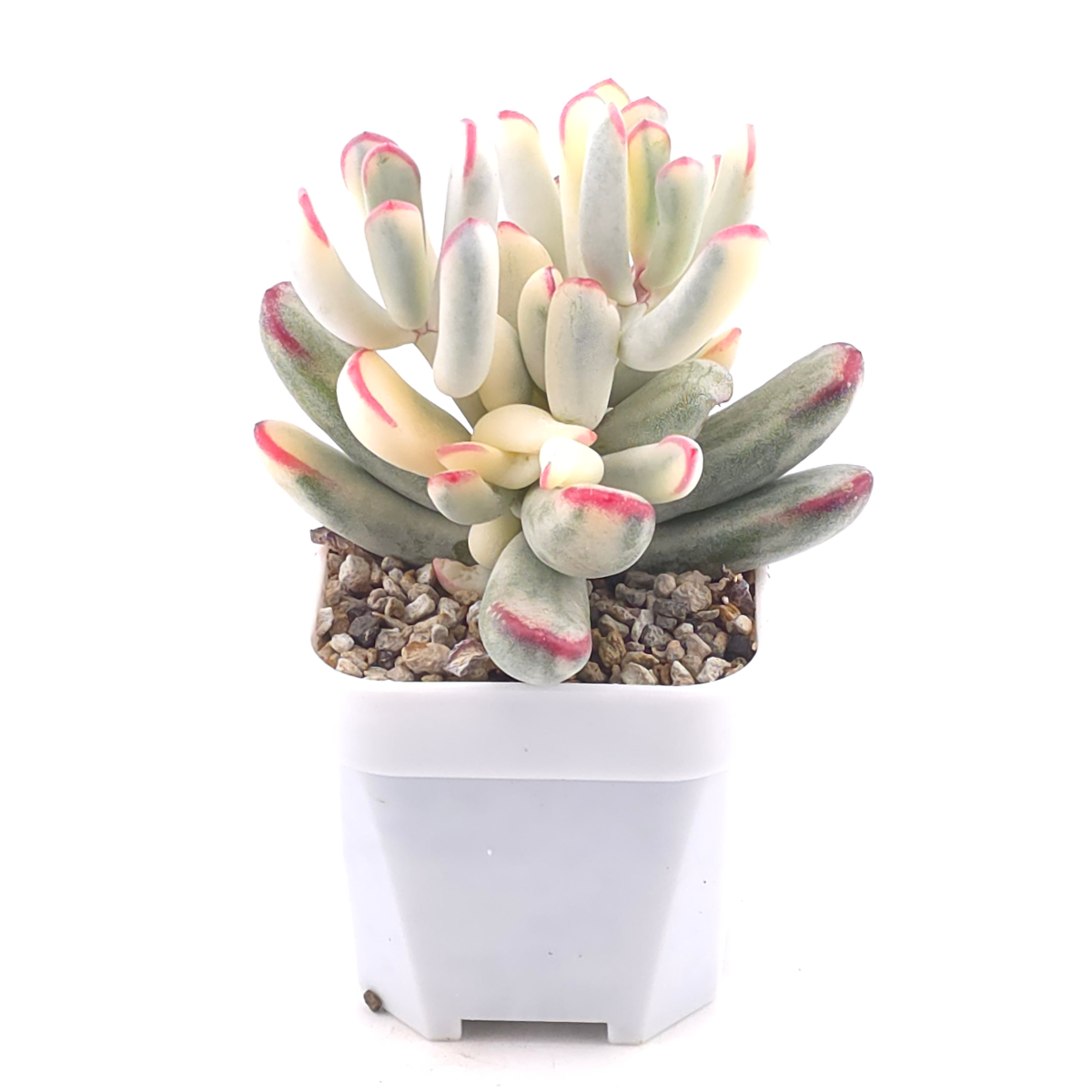 Cotyledon orbiculata cv. variegated (long leaf ver.) | 棒葉福娘錦 thumbnail 2