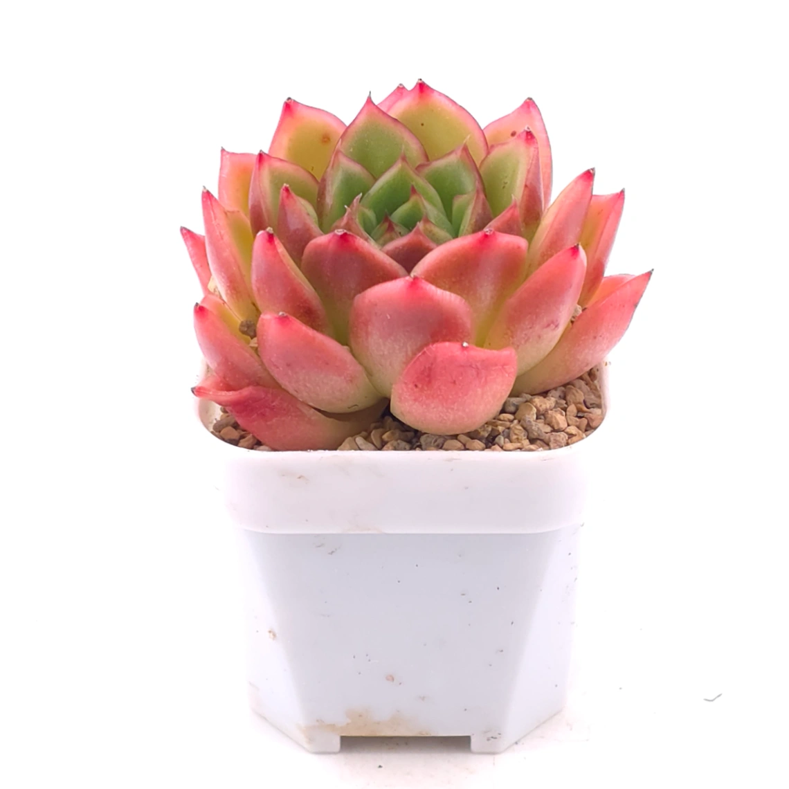 Echeveria agavoides ‘Red Edge’ | 紅邊冬雲 thumbnail 2