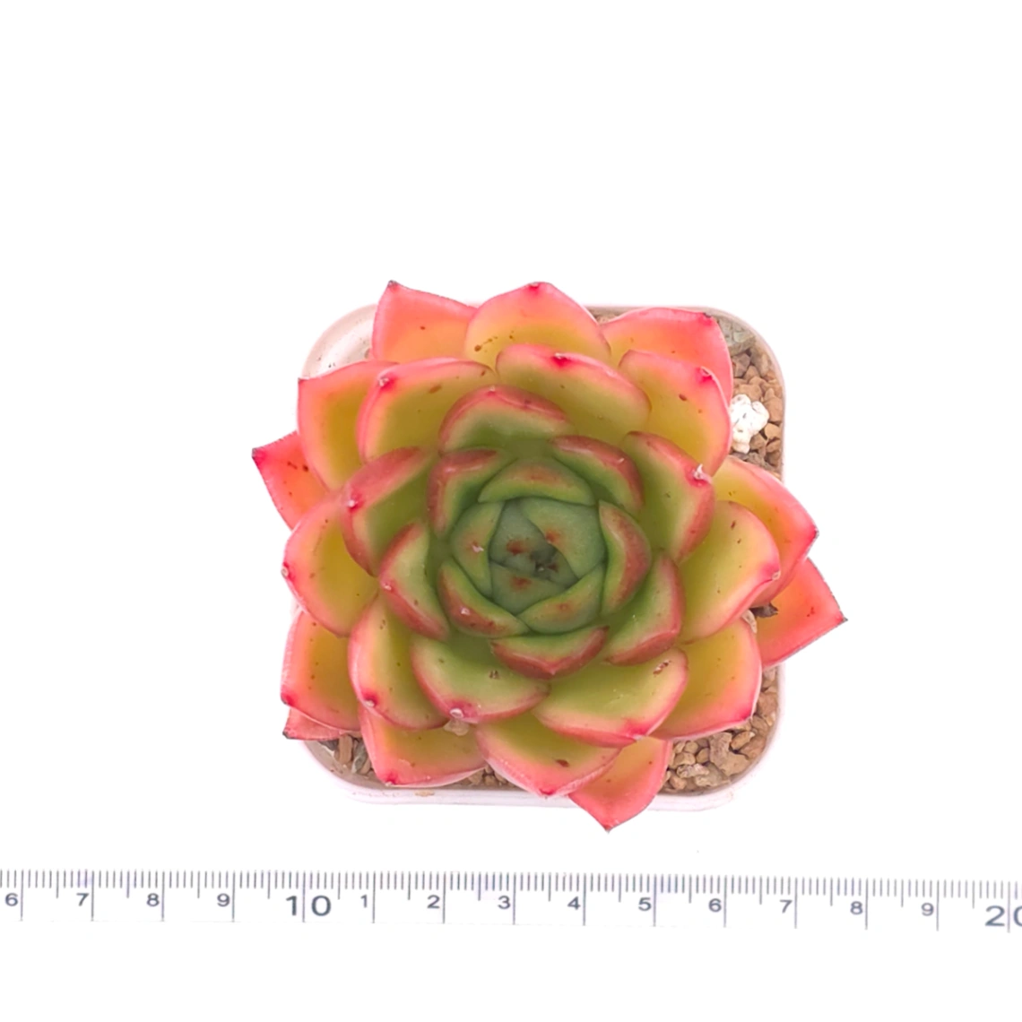 Echeveria agavoides ‘Red Edge’ | 紅邊冬雲 thumbnail 4