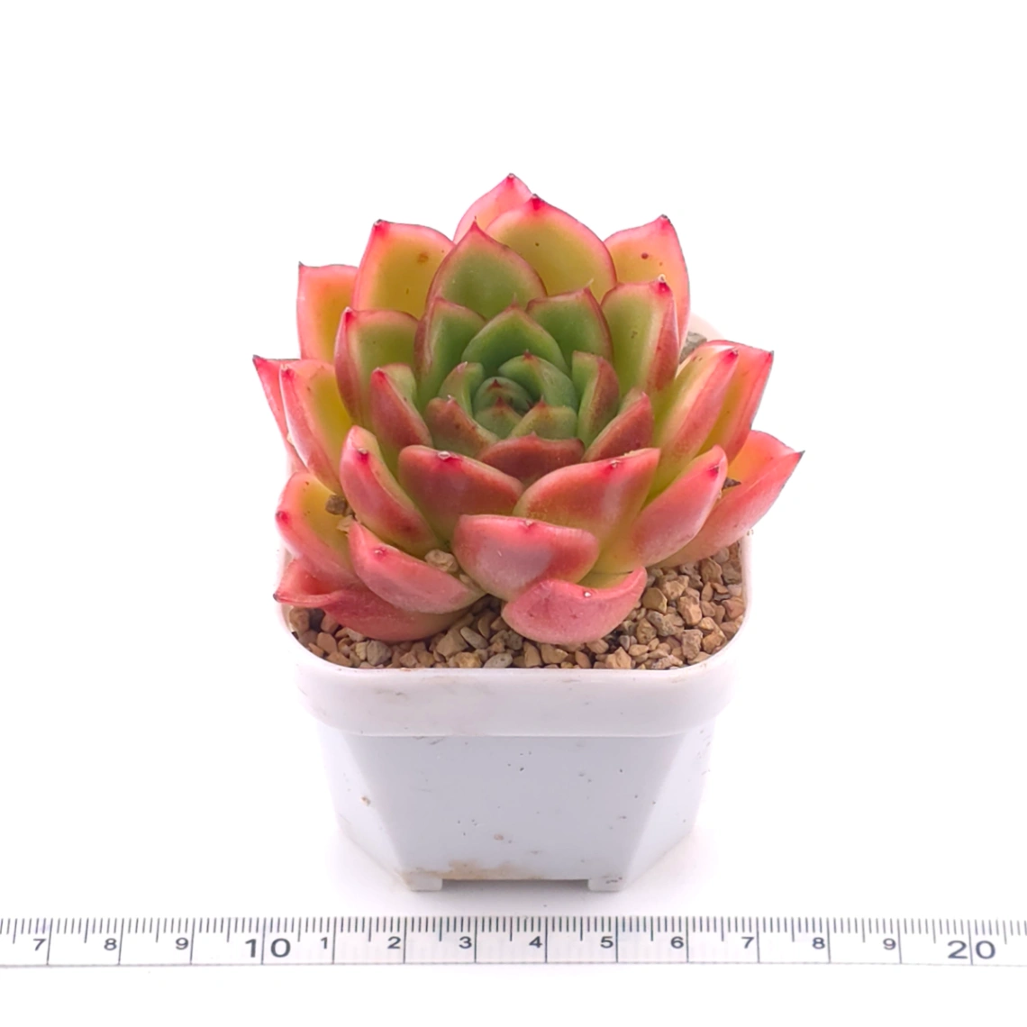 Echeveria agavoides ‘Red Edge’ | 紅邊冬雲 thumbnail 3