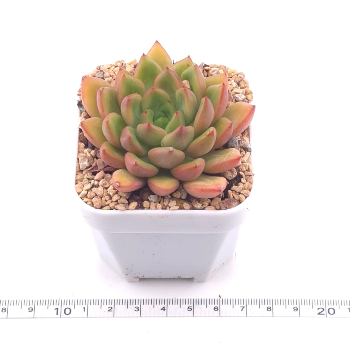 Echeveria agavoides spp. | 冬雲雜 thumbnail 3