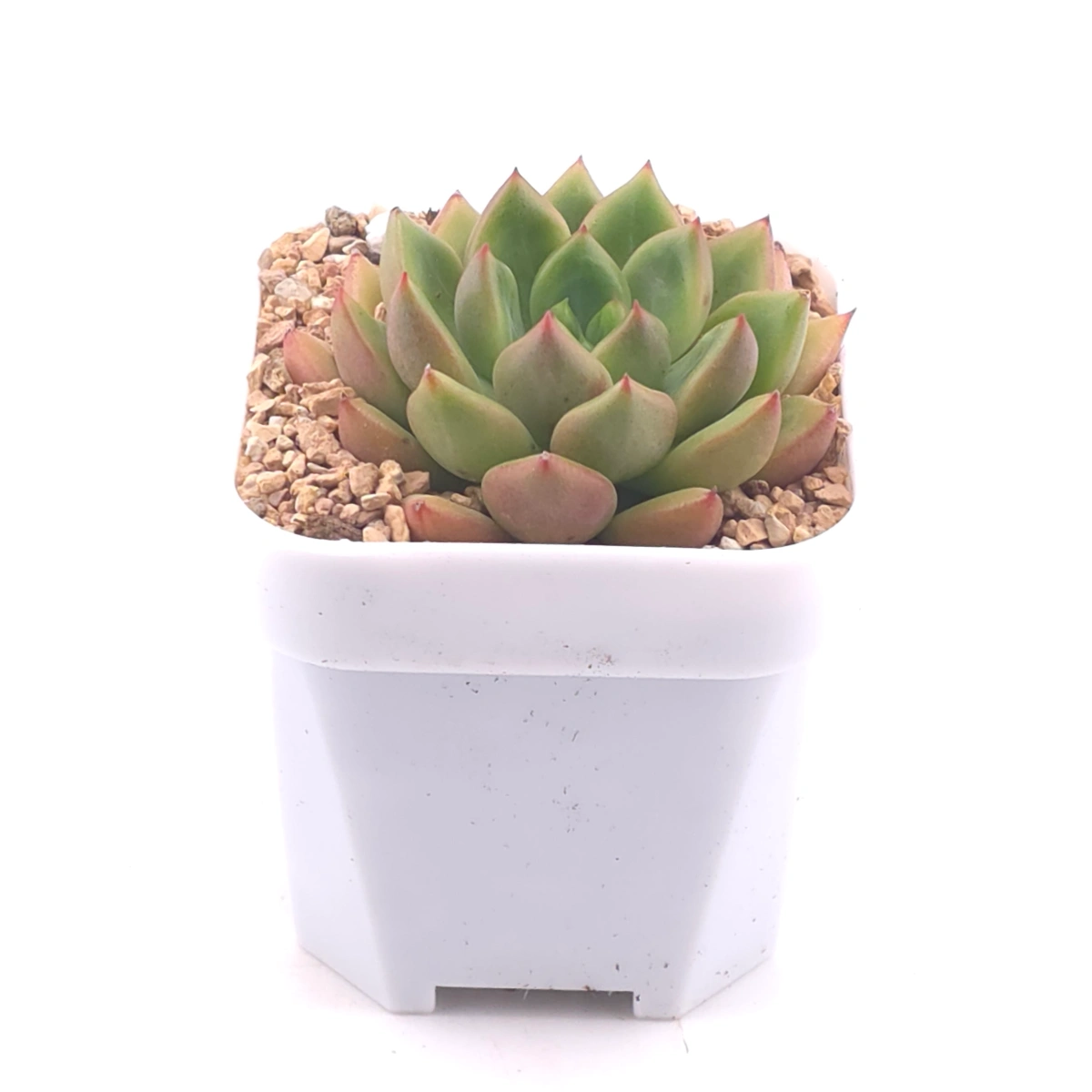 Echeveria agavoides spp. | 冬雲雜 thumbnail 2
