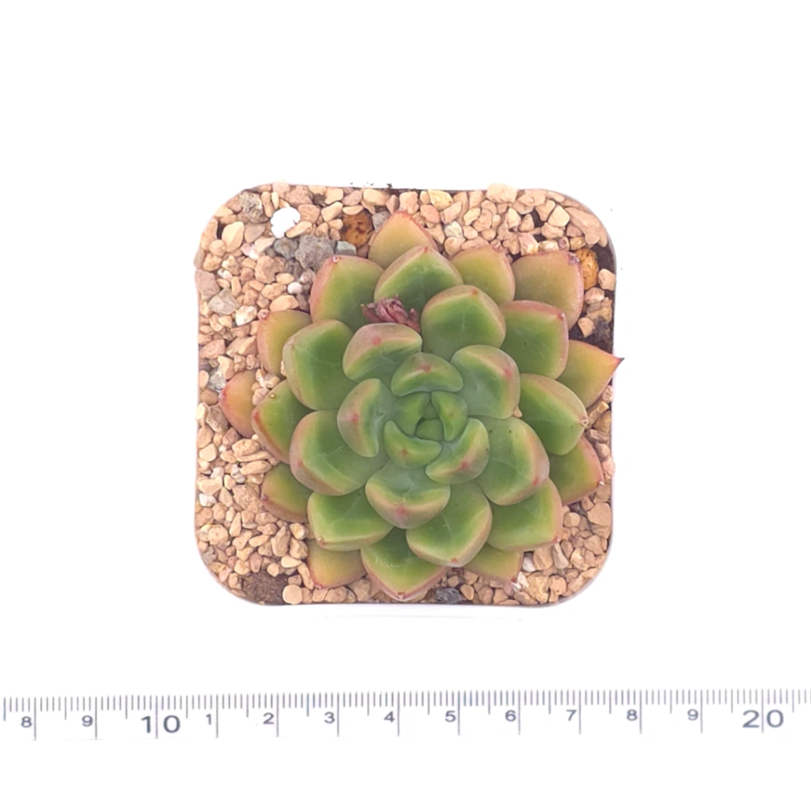 Echeveria agavoides spp. | 冬雲雜 thumbnail 4
