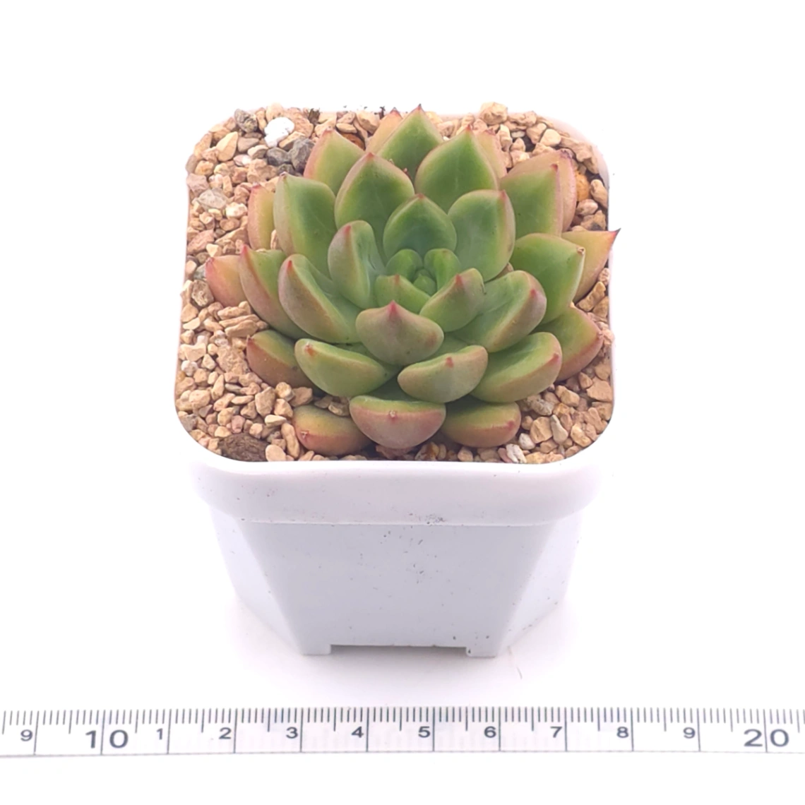 Echeveria agavoides spp. | 冬雲雜 thumbnail 3