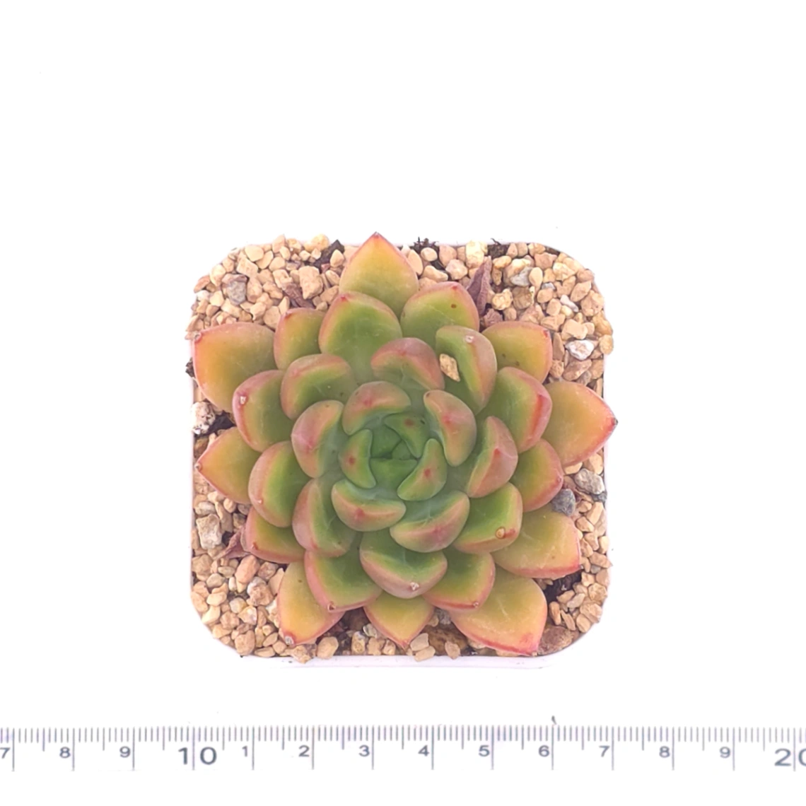 Echeveria agavoides spp. | 冬雲雜 thumbnail 4