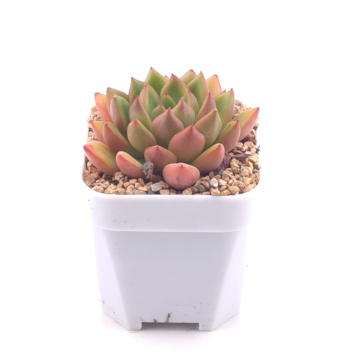 Echeveria agavoides spp. | 冬雲雜 thumbnail 2