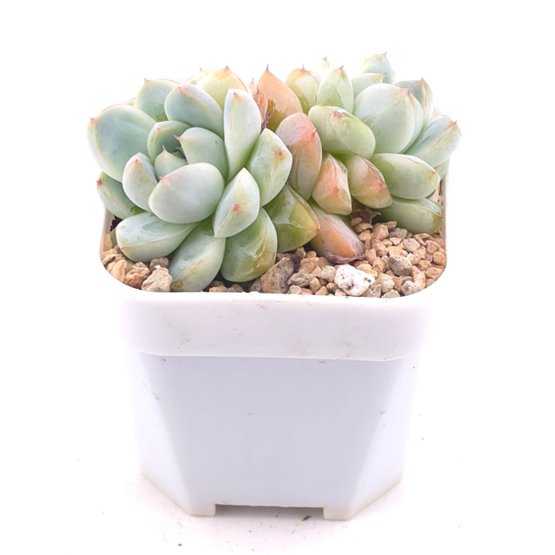 Echeveria ‘Alba Beauty’ | 阿尔巴佳人 thumbnail 2