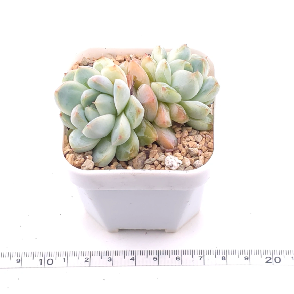 Echeveria ‘Alba Beauty’ | 阿尔巴佳人 thumbnail 3