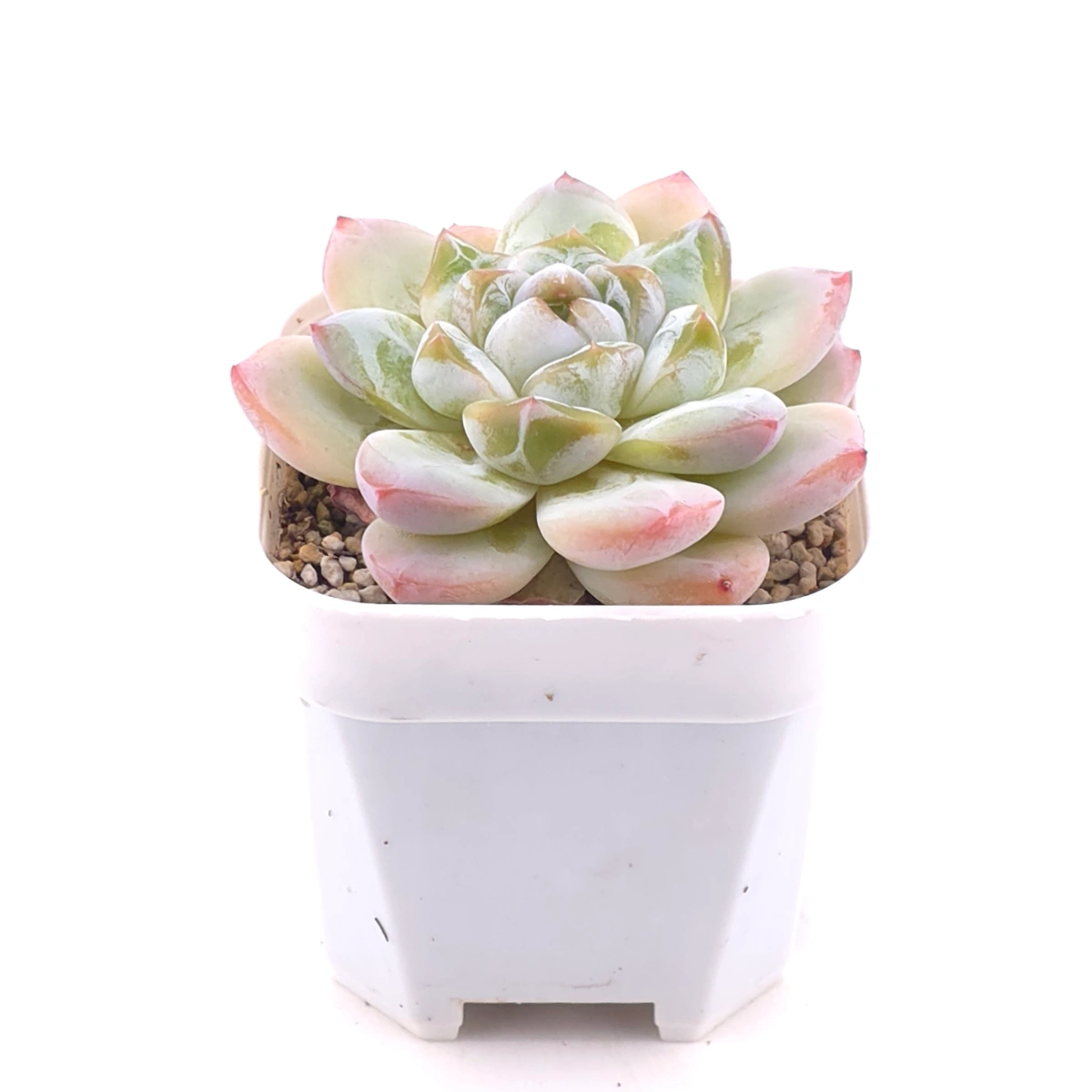 Echeveria ‘Alba Beauty’ | 阿尔巴佳人 thumbnail 2