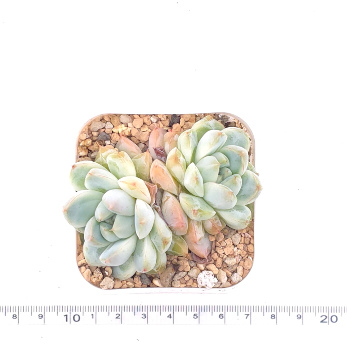 Echeveria ‘Alba Beauty’ | 阿尔巴佳人 thumbnail 4