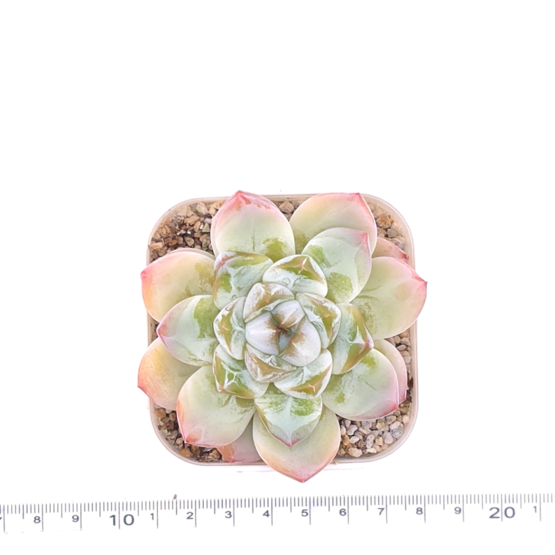 Echeveria ‘Alba Beauty’ | 阿尔巴佳人 thumbnail 4