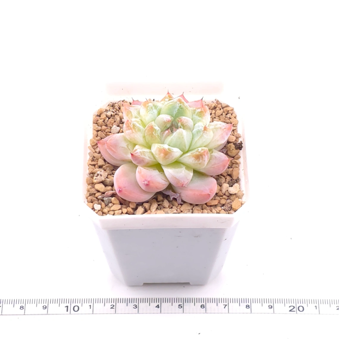 Echeveria ‘Alba Beauty’ | 阿尔巴佳人 thumbnail 3