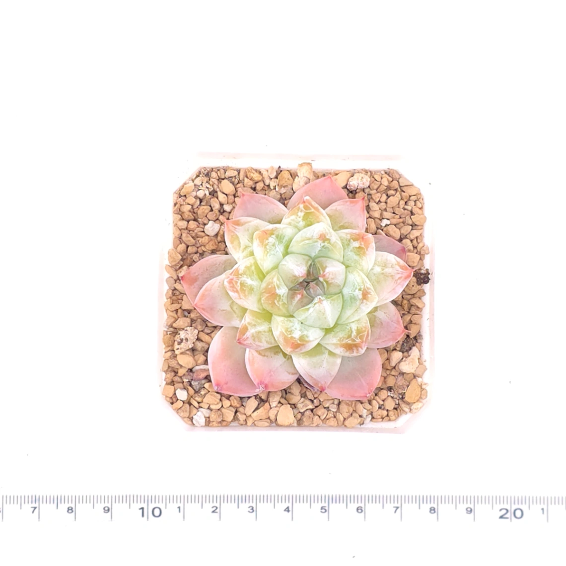 Echeveria ‘Alba Beauty’ | 阿尔巴佳人 thumbnail 4