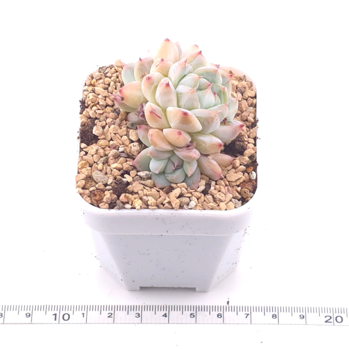 Echeveria ‘Alba Beauty’ | 阿尔巴佳人 thumbnail 3