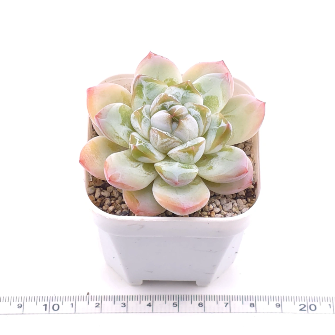 Echeveria ‘Alba Beauty’ | 阿尔巴佳人 thumbnail 3