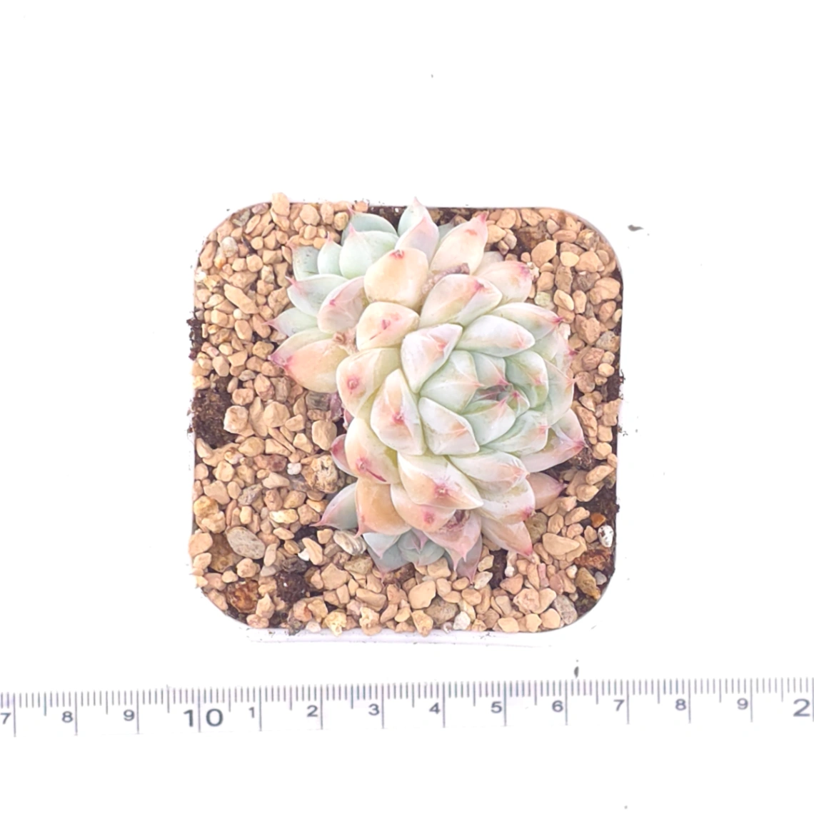 Echeveria ‘Alba Beauty’ | 阿尔巴佳人 thumbnail 4