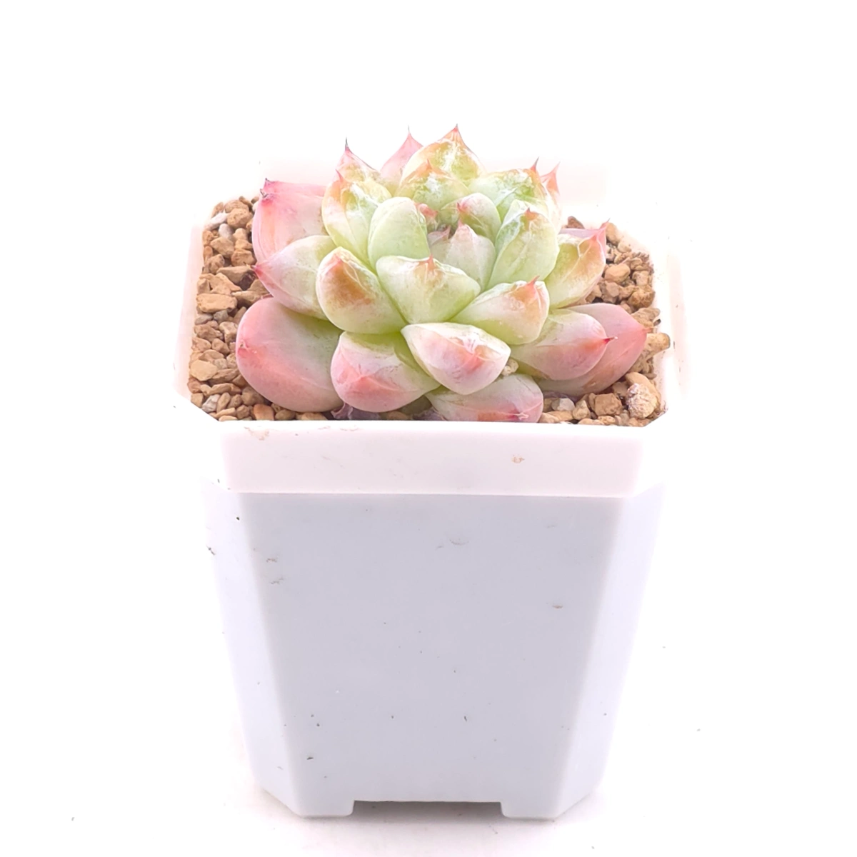 Echeveria ‘Alba Beauty’ | 阿尔巴佳人 thumbnail 2