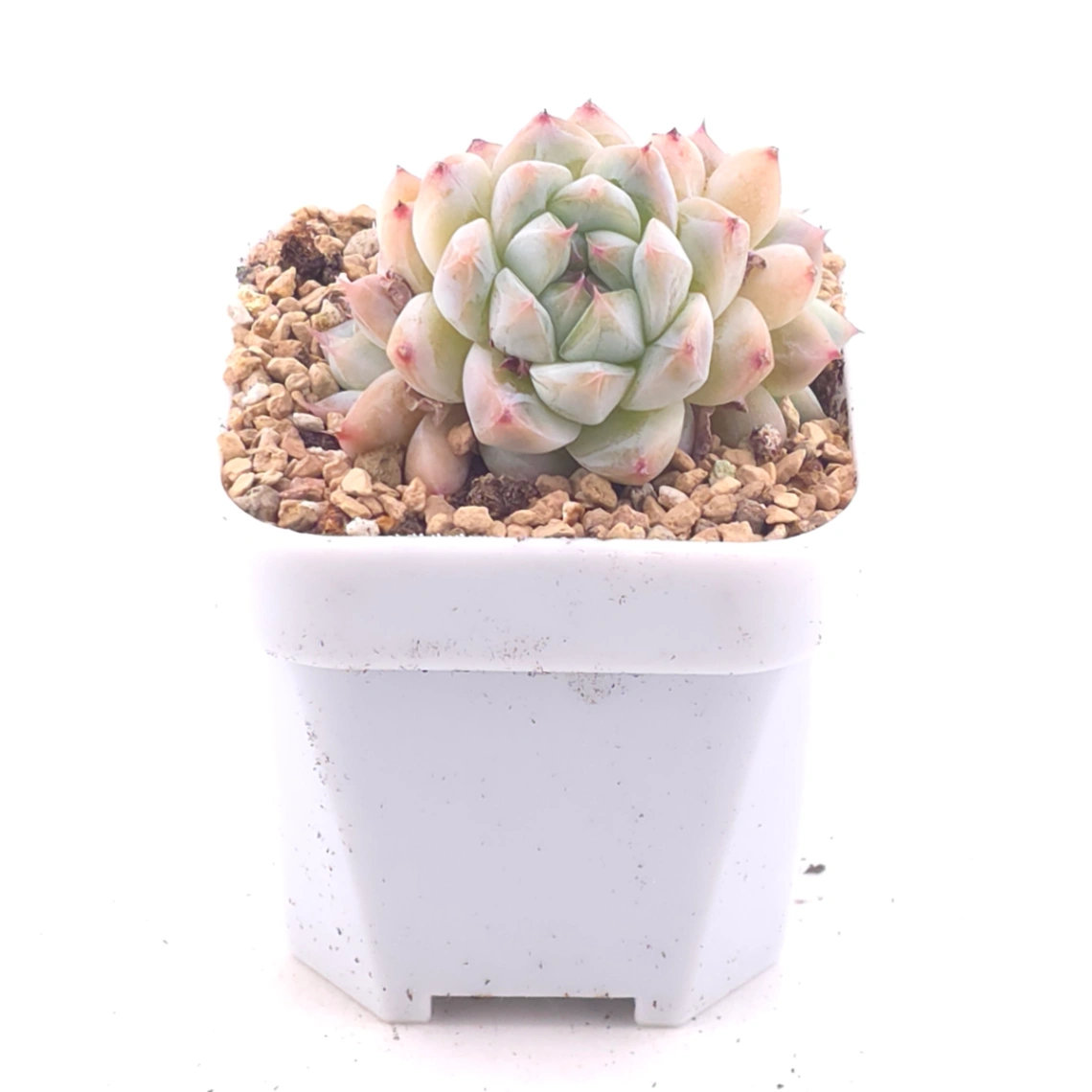 Echeveria ‘Alba Beauty’ | 阿尔巴佳人 thumbnail 2