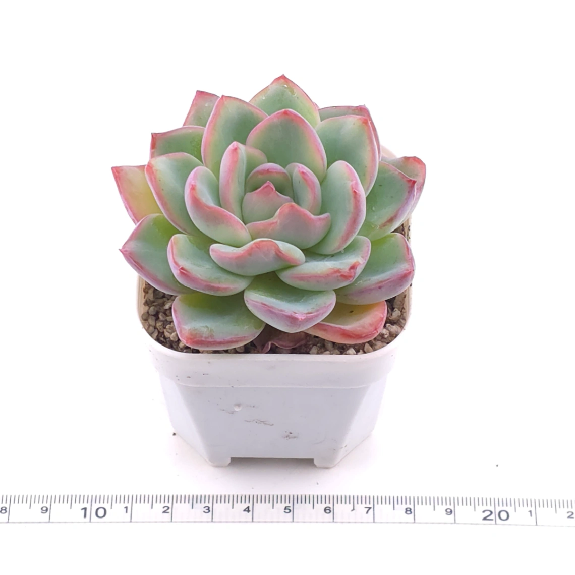 Echeveria ‘Amabeier’ / ‘Amabile’ | 油泡芙 thumbnail 3