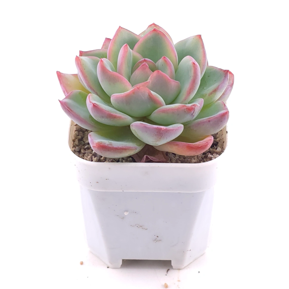 Echeveria ‘Amabeier’ / ‘Amabile’ | 油泡芙 thumbnail 2