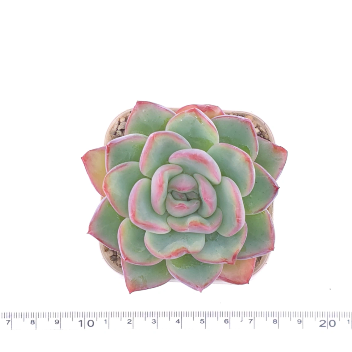 Echeveria ‘Amabeier’ / ‘Amabile’ | 油泡芙 thumbnail 4