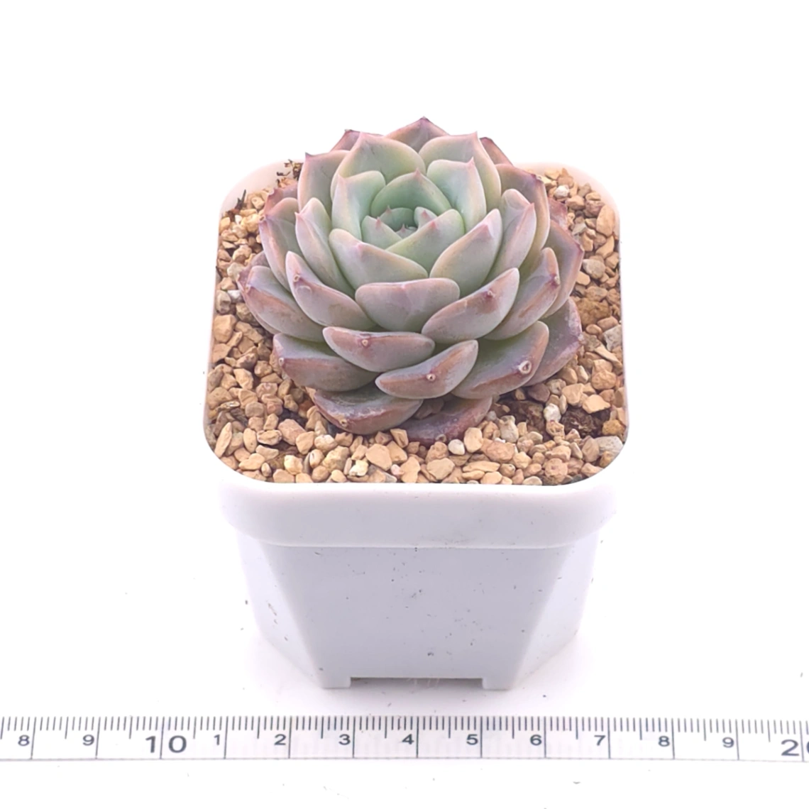 Echeveria ‘Amazing Grace’ | 恩寵 thumbnail 3