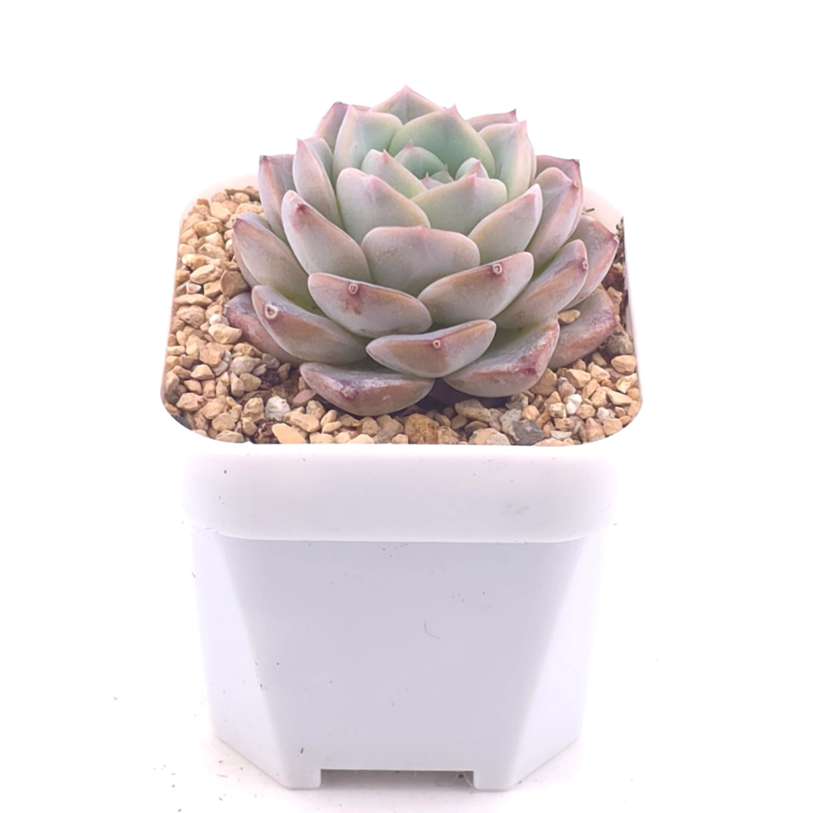 Echeveria ‘Amazing Grace’ | 恩寵 thumbnail 2