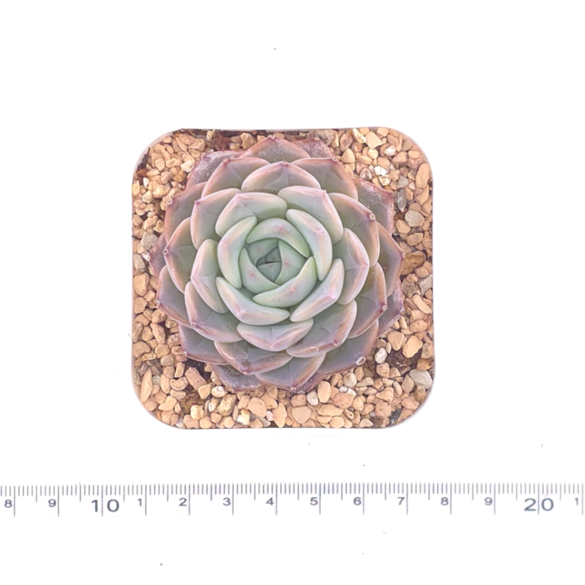 Echeveria ‘Amazing Grace’ | 恩寵 thumbnail 4