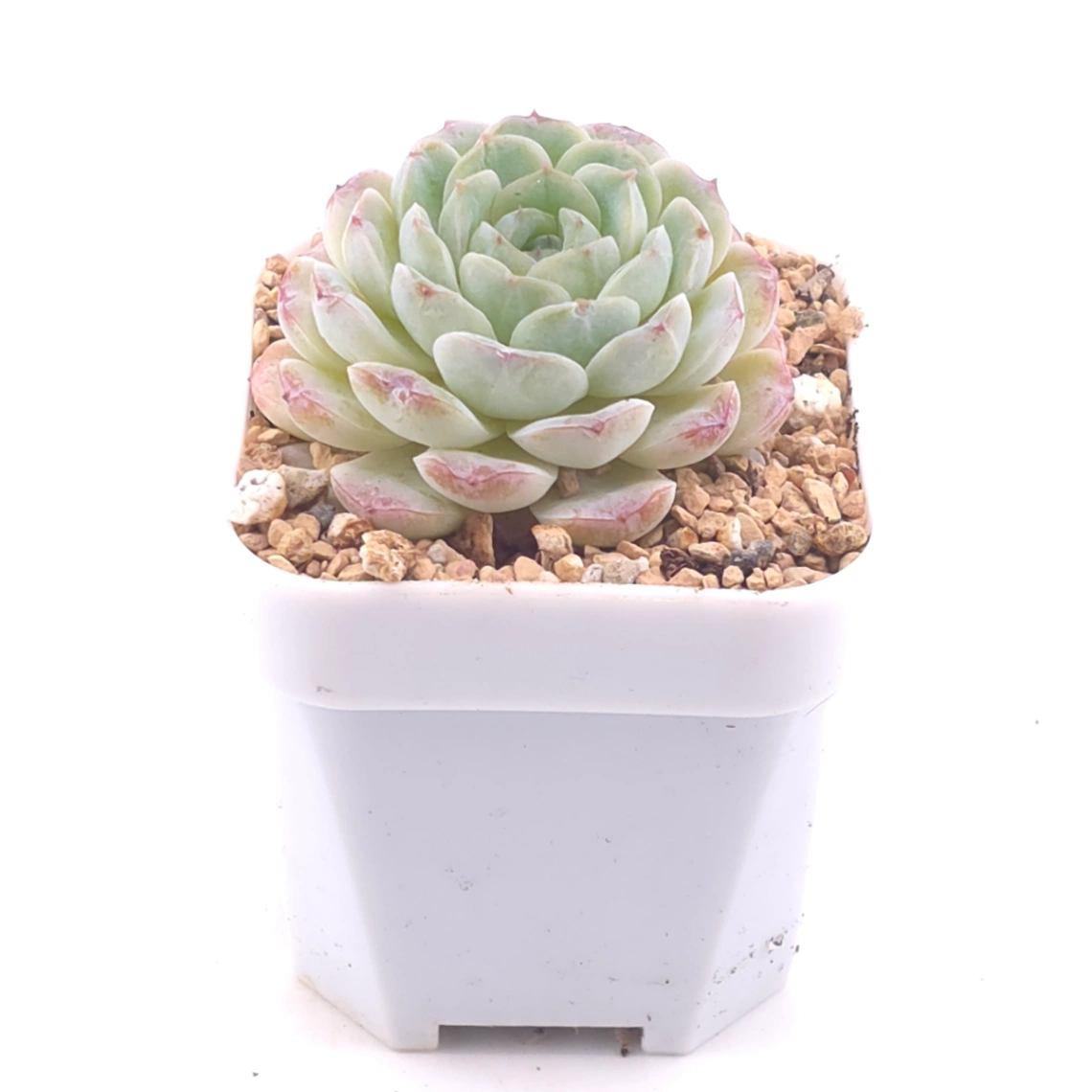 Echeveria 'Ametrine' | 紫黃晶 thumbnail 2