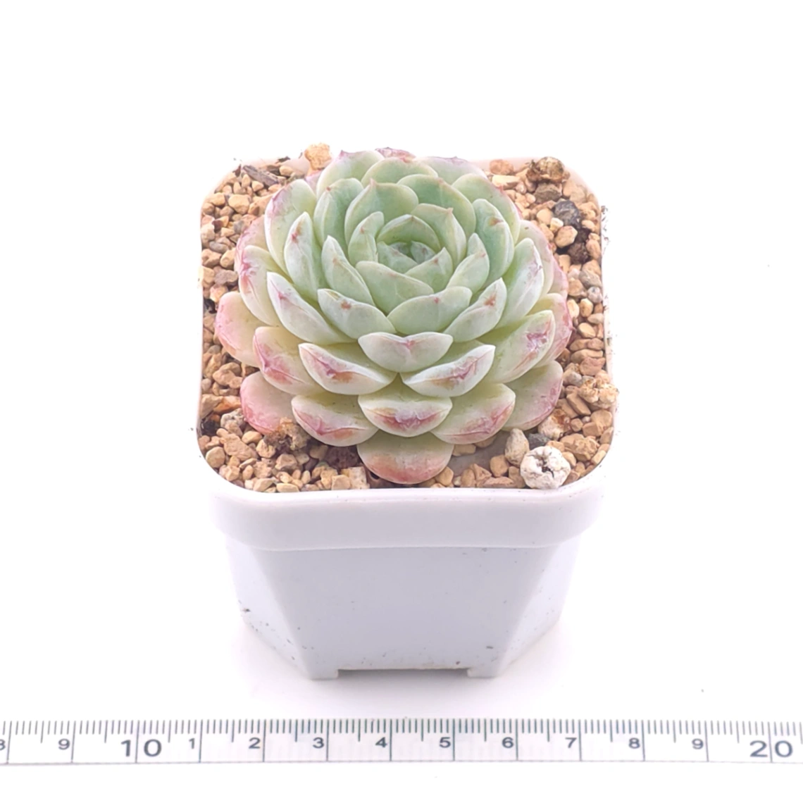 Echeveria 'Ametrine' | 紫黃晶 thumbnail 3